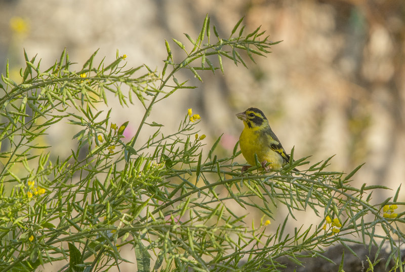 yellow-breasted greenfinch, chloris spinoides, himalayagrnfink