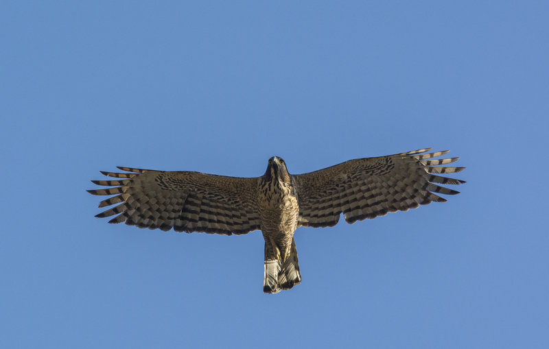 mountian hawk-eagle, nisaetus nipalensis, berghökörn