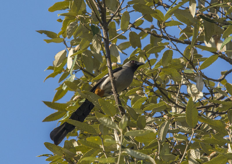 grey treepie, dendrocitta formosae himalayna, grå trädskata