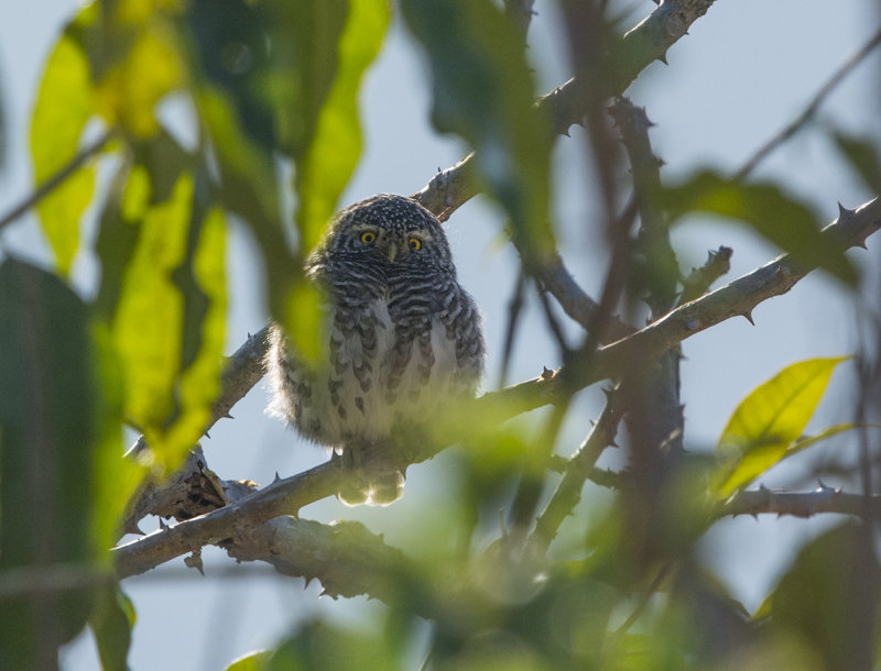 collared owlet, glaucidium brodiei, orientsparvuggla