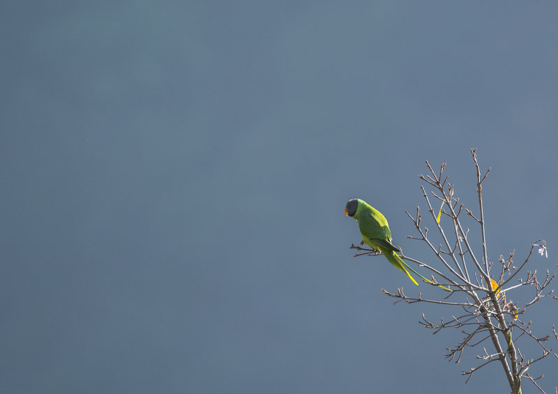 slaty-headed parakeet, psittacula himalayana, himalayaparakit