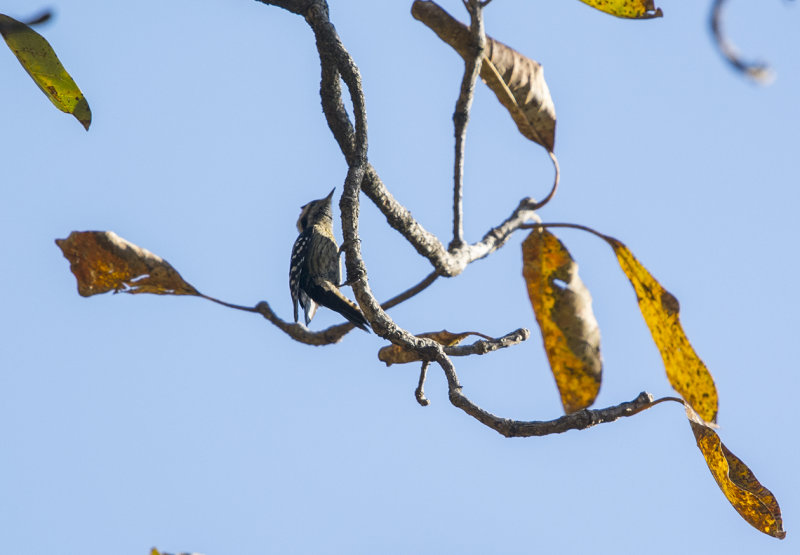 grey-capped pygmy woodpecker, yungipicus canicapillus mitchellii, gråkronad hackspett