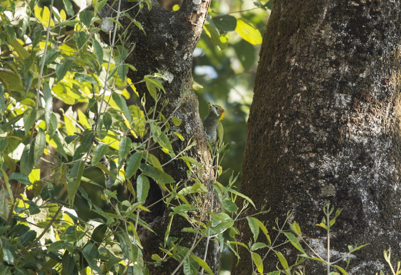 lesser yellownape, picus chlorolophus simlae, gulnackad gröngöling