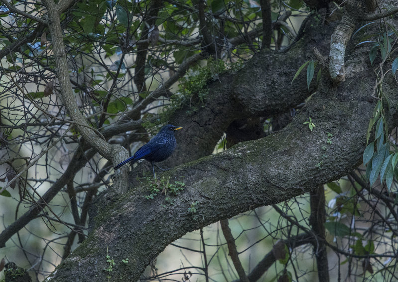 blue whistling thrush, myophonus caeruleus temminckii, bl visseltrast