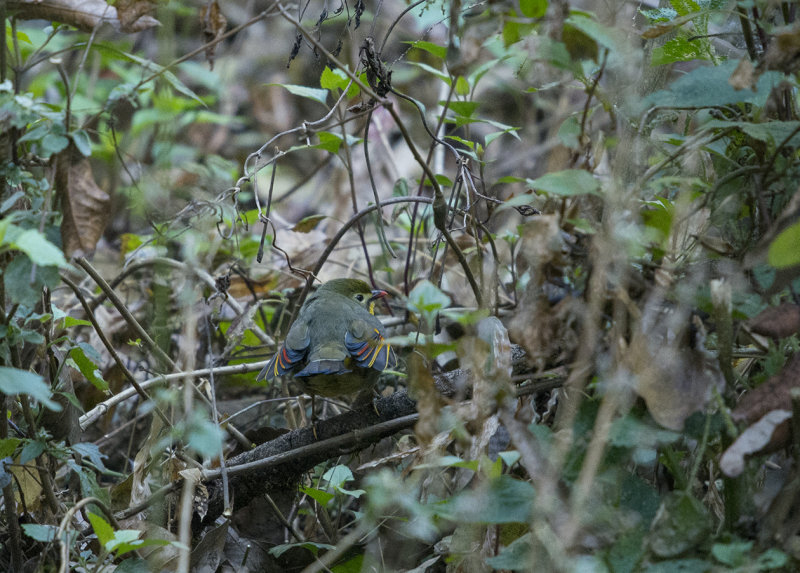 red-billed leiothrix, leiothrix lutea kumaiensis , rdnbbad sngtimalia