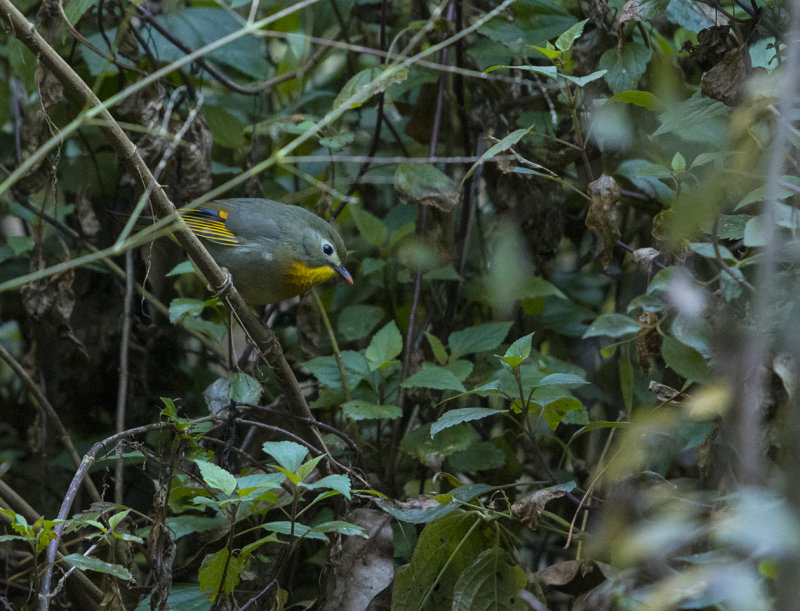 red-billed leiothrix, leiothrix lutea kumaiensis , rdnbbad sngtimalia