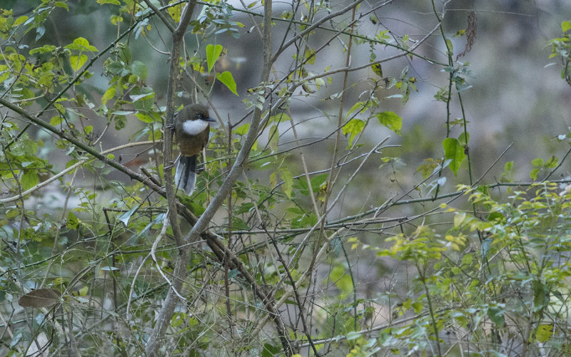 white-throated laughingthrush, garrulax albogularis, vitstrupig fnittertrast