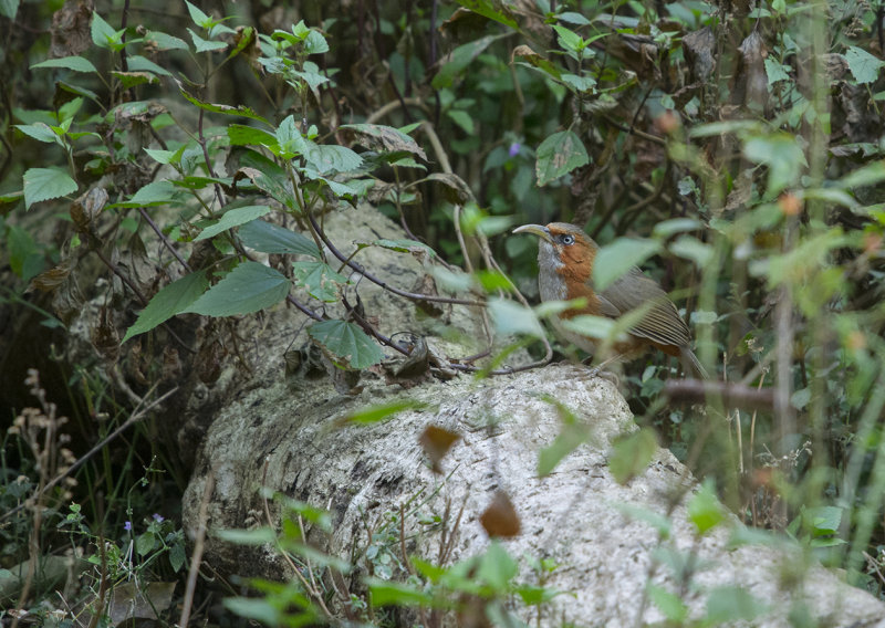 rusty-cheeked scimitar babbler, pomatorhinus erythrogenys, Rostkindad sabeltimalia