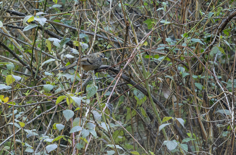 rufous-chinned laughingthrush, garrulax rufogularis, rosthakad fnittertrast