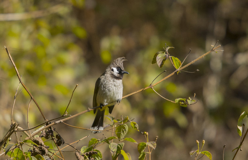 Himalayan bulbul, pycnonotus leucogenys, himalayabulbyl