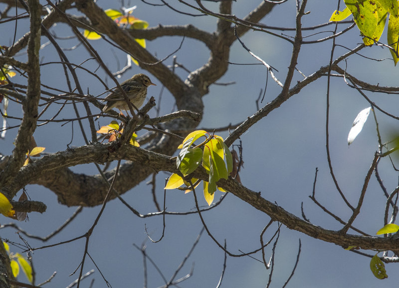 olive-backed pipit, anthus hodgsoni, sibirisk piplrka