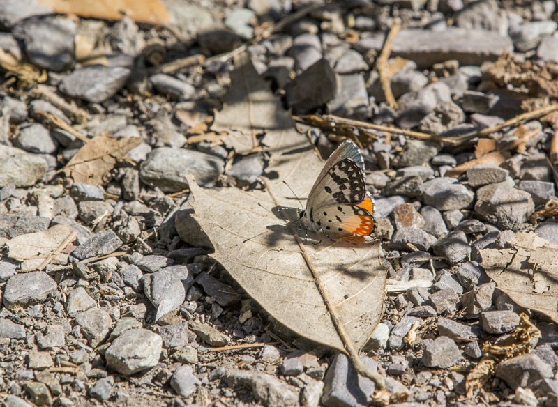 red pierrot, Talicada nyseus