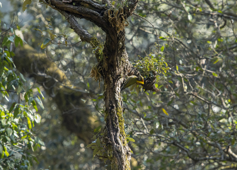 lesser yellownape, picus chlorolophus simlae, gulnackad gröngöling