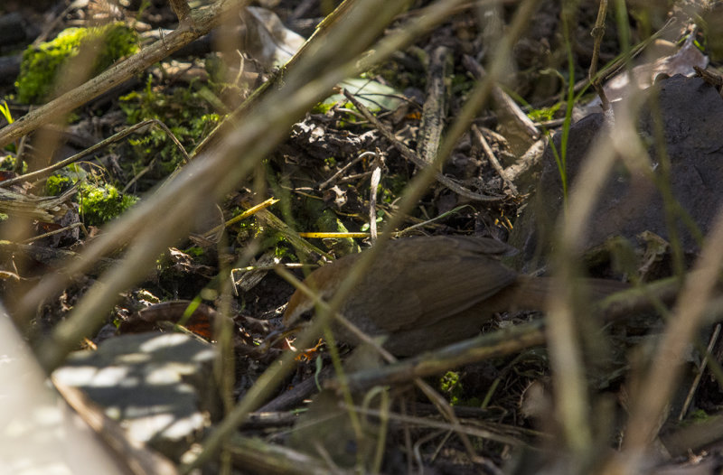 grey-sided bush warbler, cettia brunnifrons gråsidig cettia