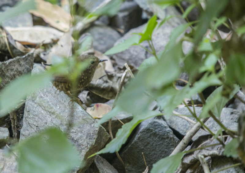 pygmy wren-babbler, pnoepyga pusilla, Pygmkupvinge