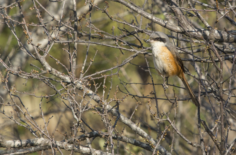 grey-backed shrike, lanius tephronotus, himalayatrnskata