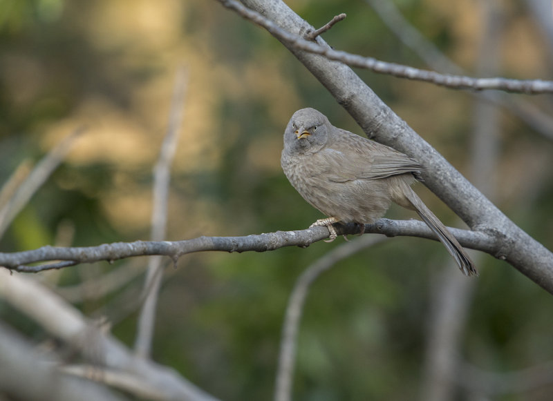 jungle babbler, turdoides striata, indisk skriktrast