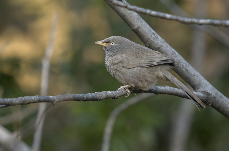 jungle babbler, turdoides striata, indisk skriktrast