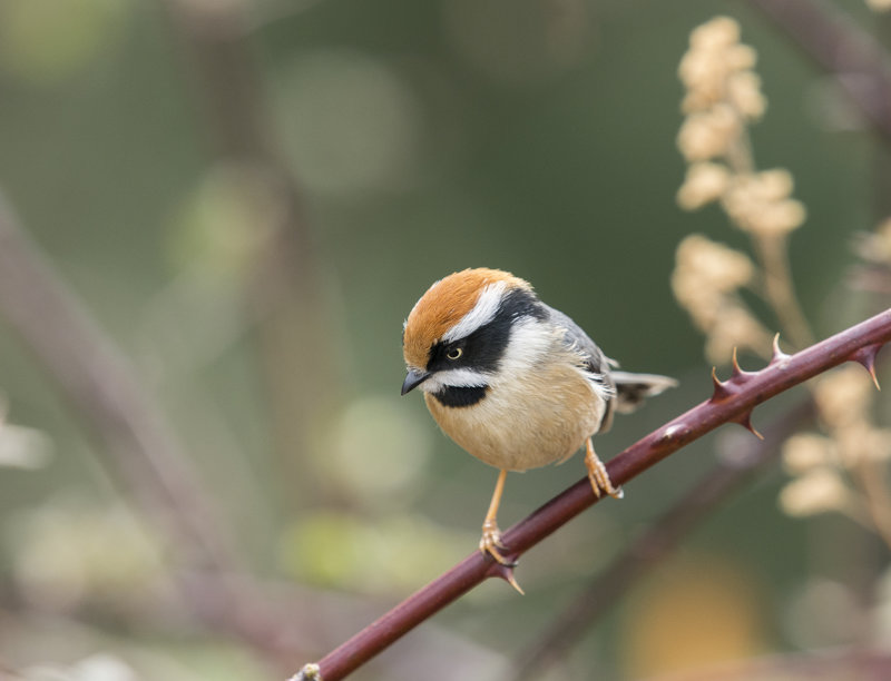 Black-throated Bushtit, aegithalos concinnus, rödhättad stjärtmes