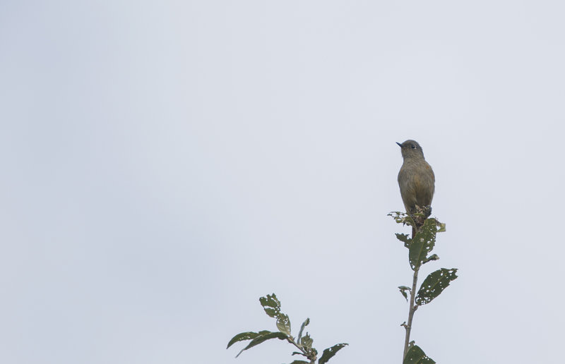 blue-fronted redstart, Phoenicurus frontalis, Blåstrupig rödstjärt