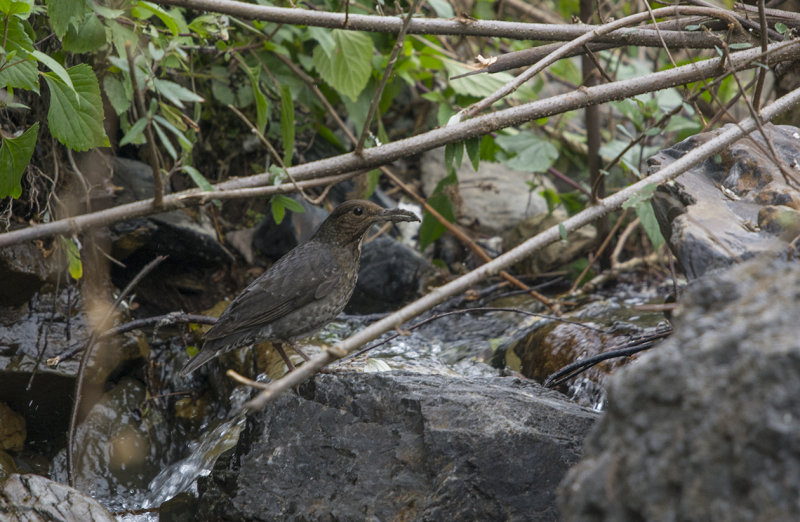long-billed thrush, Zoothera monticola, Långnäbbad trast
