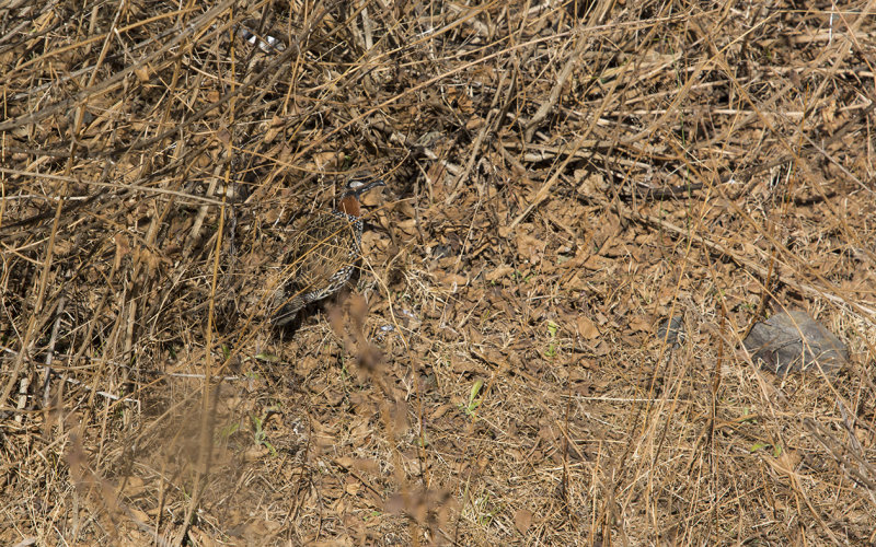 Black Francolin  Francolinus francolinus  svart frankolin