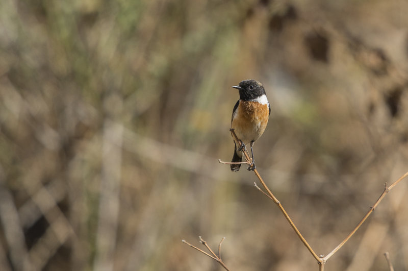 Siberian Stonechat · Saxicola maurus - Vitgumpad buskskvätta