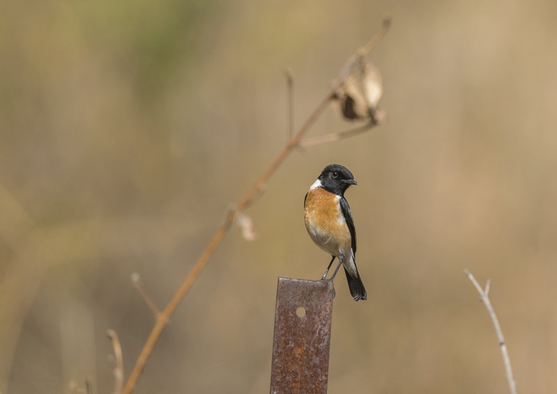 Siberian Stonechat · Saxicola maurus - Vitgumpad buskskvätta