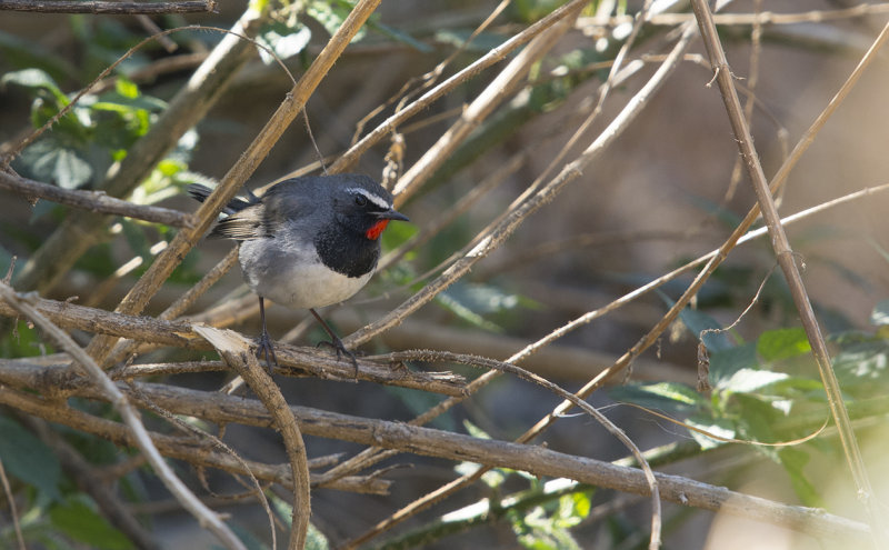 Himalayan rubythroat - Calliope pectoralis - Svartbrstad rubinnktergal 