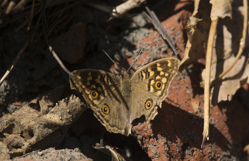 Lemon Pansy - Precis Lemonias