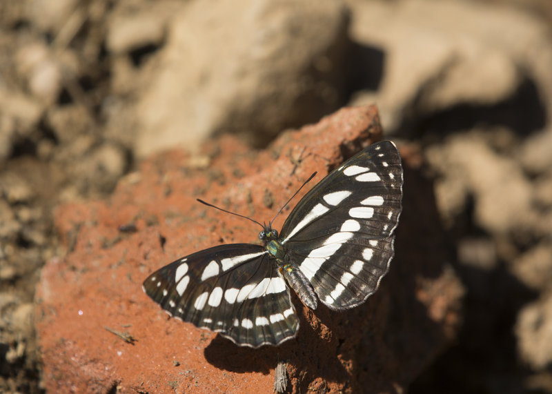 Common Sailer - Neptis hylas