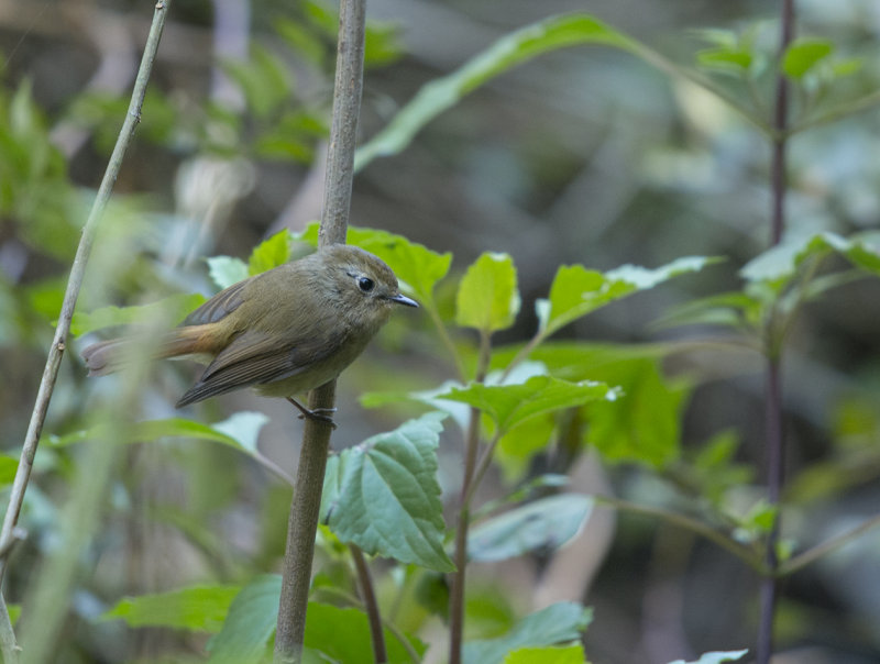 slaty-blue flycatcher - Ficedula tricolor - Blgr flugsnappare