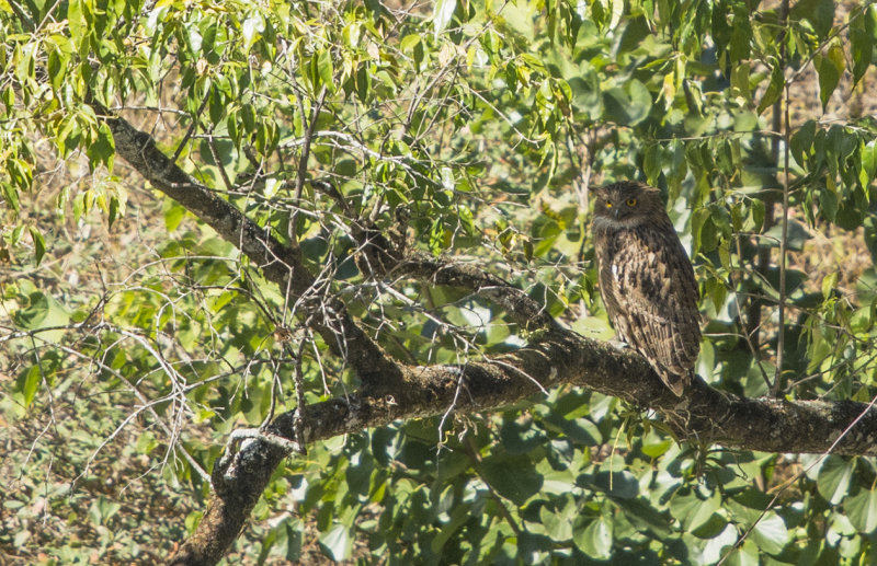 brown fish owl - Ketupa zeylonensis - Brun fiskuv