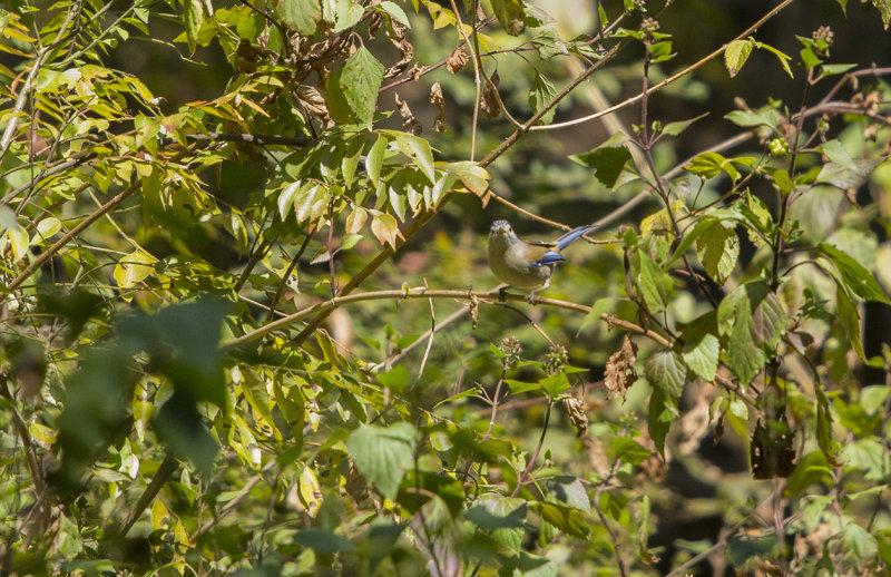 Blue-winged Minla · Minla cyanouroptera · Blåstjärtad siva