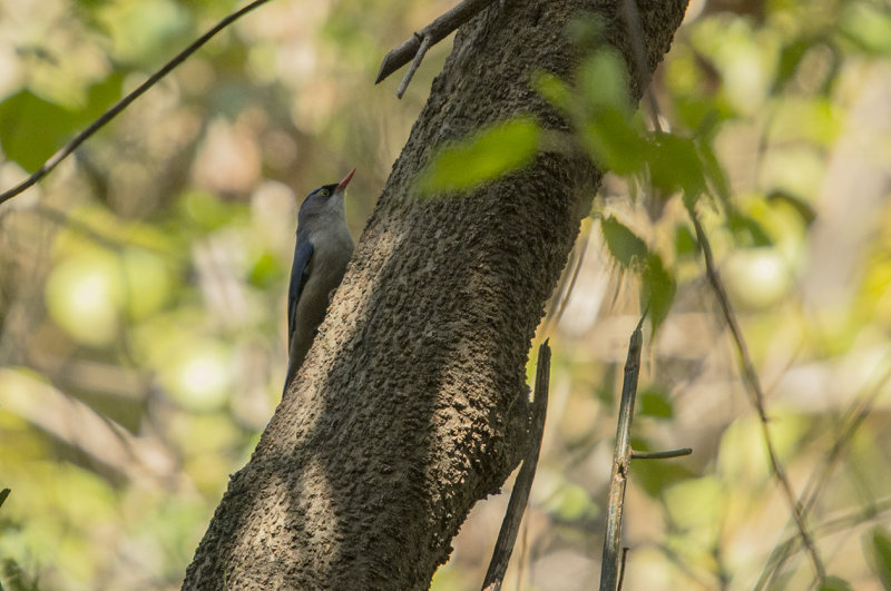 velvet-fronted nuthatch - Sitta frontalis - Rdnbbad ntvcka