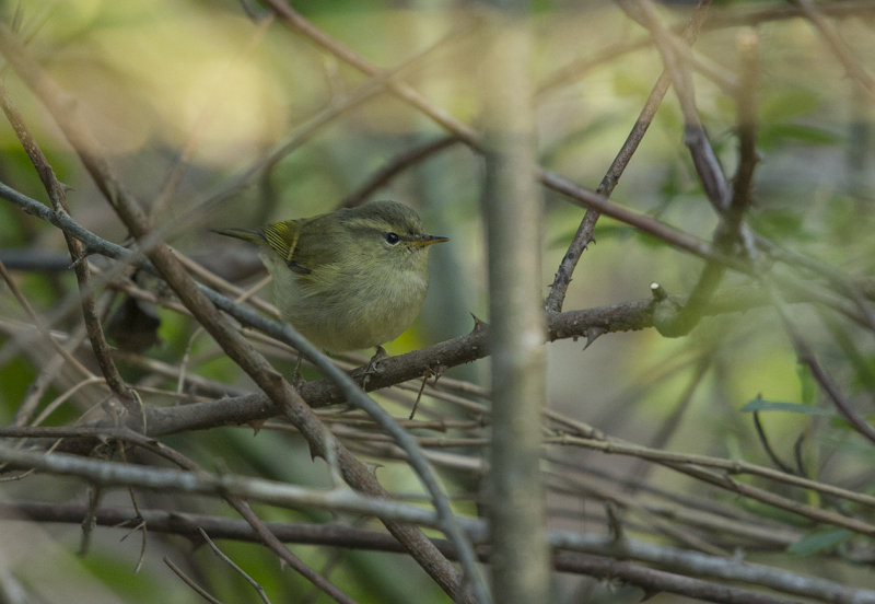 Buff-barred Warbler  Phylloscopus pulcher  Rhododendronsngare