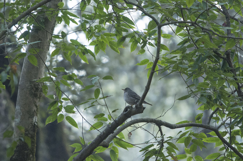 Tickell's Thrush - Turdus unicolor - Grtrast