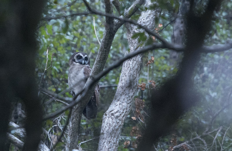 Brown Wood Owl - Strix leptogrammica - Vitbrynad uggla