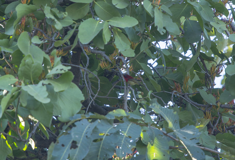 crimson sunbird - Aethopyga siparaja - Karmosinsolfågel