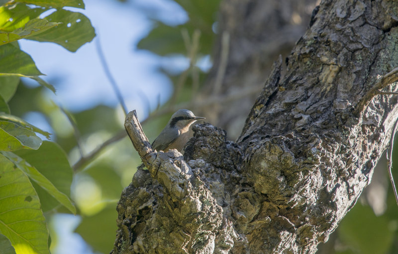 white-tailed nuthatch - Sitta himalayensis - Himalayanötväcka