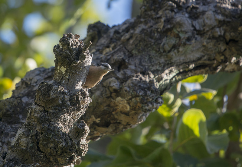 white-tailed nuthatch - Sitta himalayensis - Himalayanötväcka