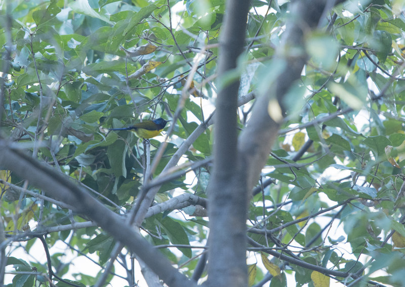 green-tailed sunbird - Aethopyga nipalensis - Grnstjrtad solfgel