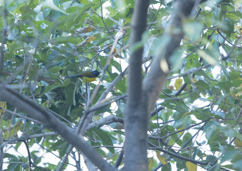 green-tailed sunbird - Aethopyga nipalensis - Grönstjärtad solfågel