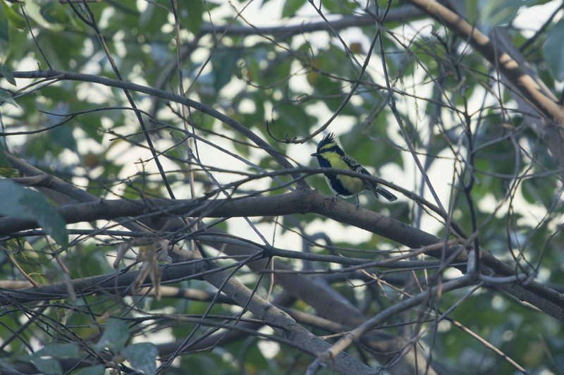 Himalayan black-lored tit - Machlolophus xanthogenys - Himalayagyllenmes