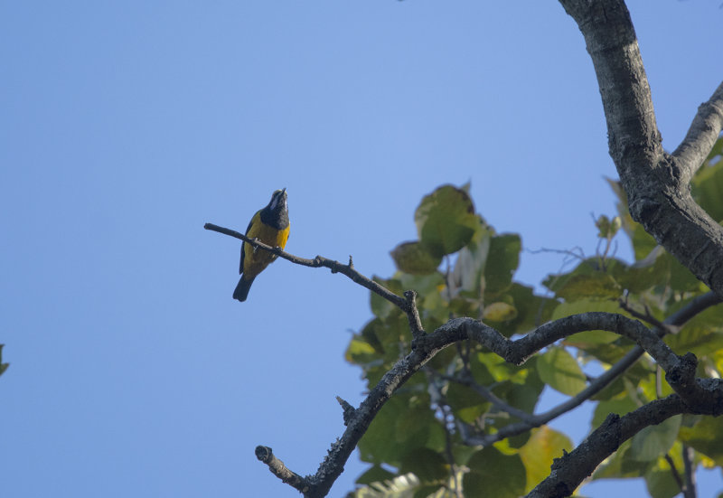 orange-bellied leafbird - Chloropsis hardwickii - Orangebukig bladfågel