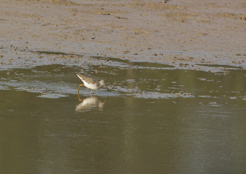 common redshank - Tringa totanus - rödbena