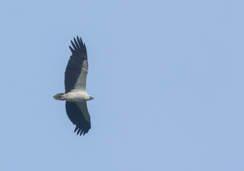 white-bellied sea eagle - Haliaeetus leucogaster - Vitbukig havsörn