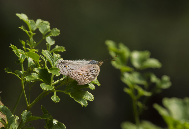 Grey pansy - junonia atlites