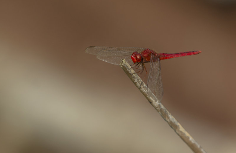 oriental scarlet - Crocothemis servilia