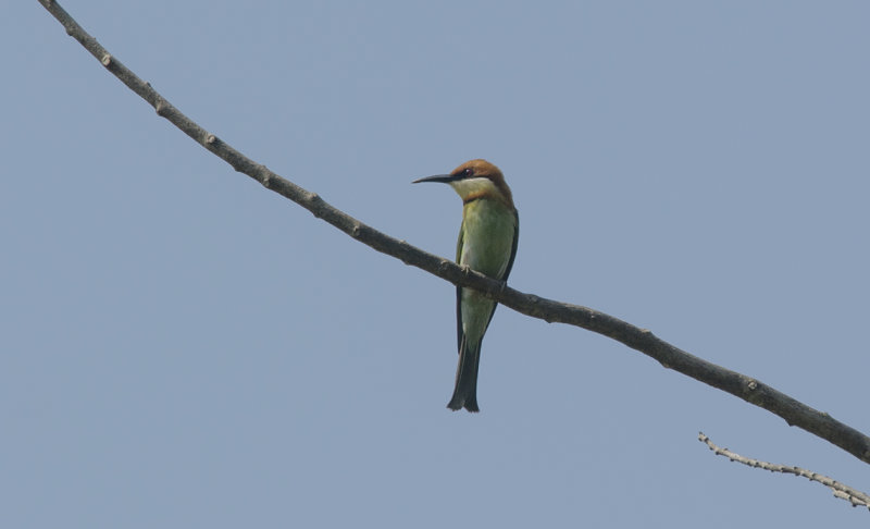 chestnut-headed bee-eater - Merops leschenaulti - Rosthuvad biätare